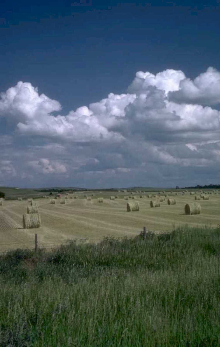 hay bales summer 1980s 1990s A4 Photo Print