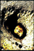 hedgehog hole wildlife Vintage A4 Photo Print
