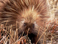 hedgehog portrait grass1980s 1990s A4 Photo Print