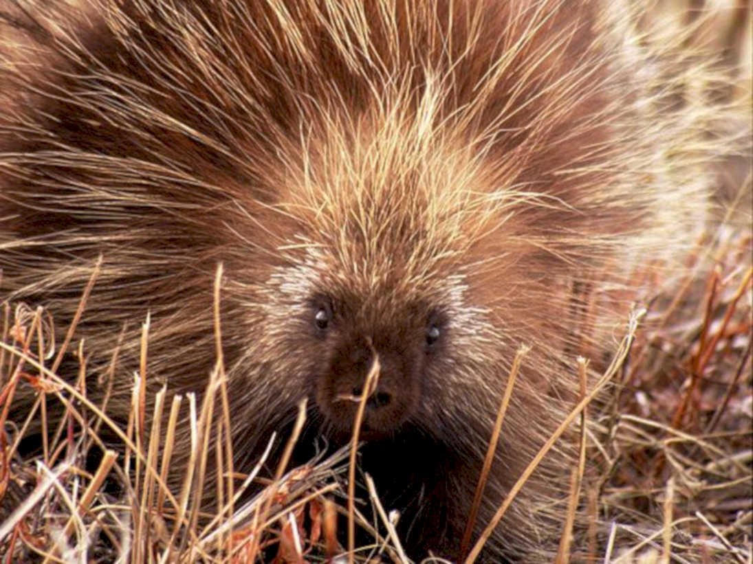 hedgehog portrait grass1980s 1990s A4 Photo Print