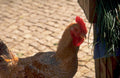 hen red feed 1980s 1990s A4 Photo Print