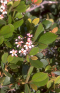 henrys garnet shrub 1980s 1990s A4 Photo Print