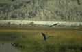 heron flight Vintage A4 Photo Print