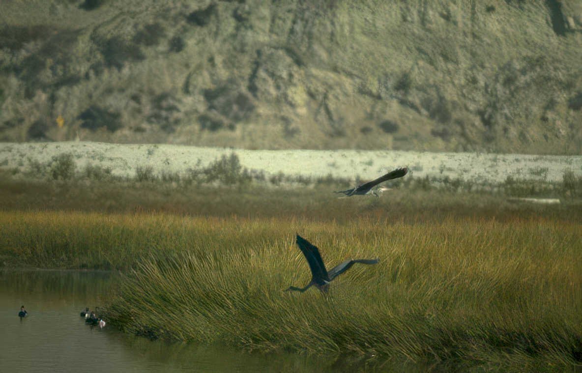 heron flight Vintage A4 Photo Print
