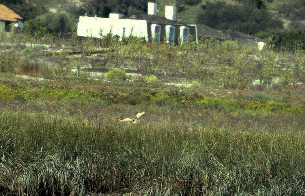heron grass building Vintage A4 Photo Print