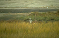 heron riverbank grasses Vintage A4 Photo Print