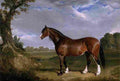 herring j f sr a clydesdale stallion Art A4 Photo Print