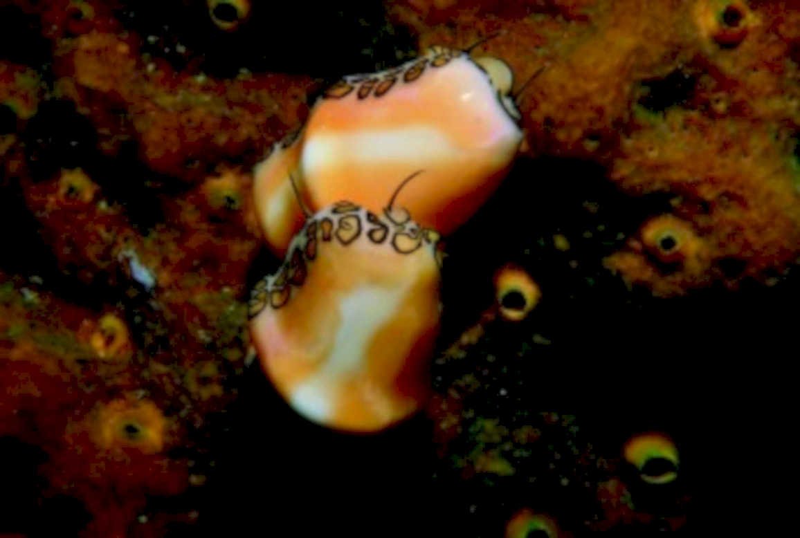 hexaplex geoffroyi snails1980s 1990s A4 Photo Print