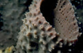 hexaplex trunculus slug Vintage A4 Photo Print