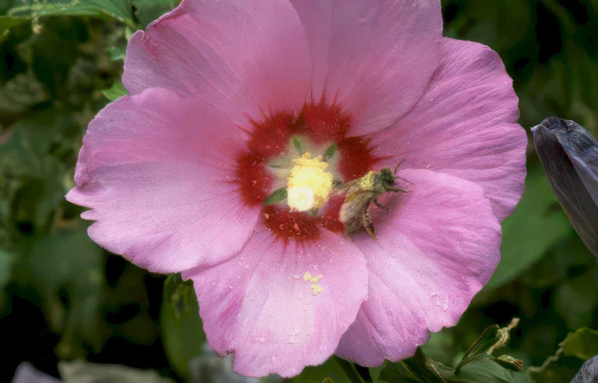 hibiscus bee flower Vintage A4 Photo Print