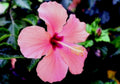hibiscus bloom pink1980s 1990s A4 Photo Print