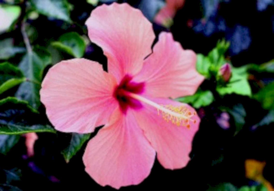 hibiscus bloom pink1980s 1990s A4 Photo Print