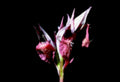 hibiscus bud pink1980s 1990s A4 Photo Print