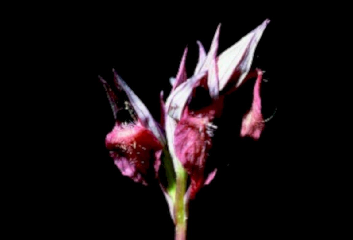 hibiscus bud pink1980s 1990s A4 Photo Print