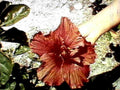 hibiscus flower1980s 1990s A4 Photo Print