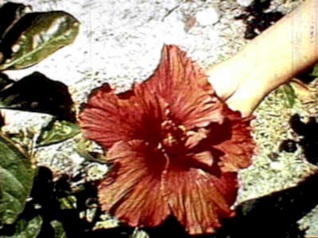 hibiscus flower1980s 1990s A4 Photo Print