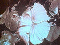 hibiscus flowers bloom1980s 1990s A4 Photo Print