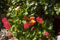 hibiscus flowers garden 1980s 1990s A4 Photo Print