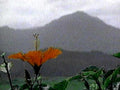 hibiscus mountain landscape1980s 1990s A4 Photo Print