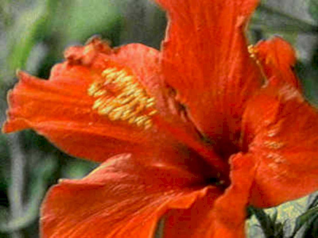 hibiscus orange bloom1980s 1990s A4 Photo Print