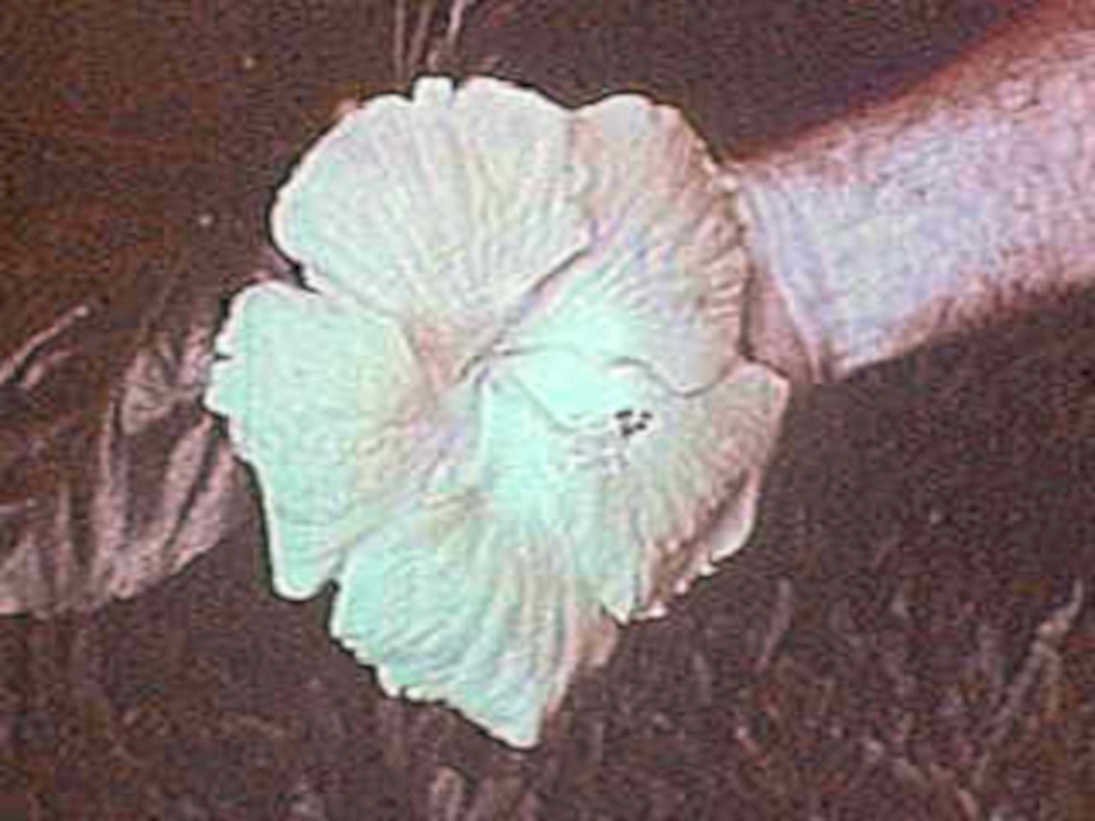 hibiscus pink flower1980s 1990s A4 Photo Print
