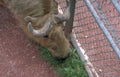 highland cattle zoo Vintage A4 Photo Print