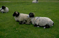 highland sheep grass 1980s 1990s A4 Photo Print