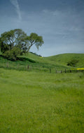 hills wildflowers trees 1980s 1990s A4 Photo Print