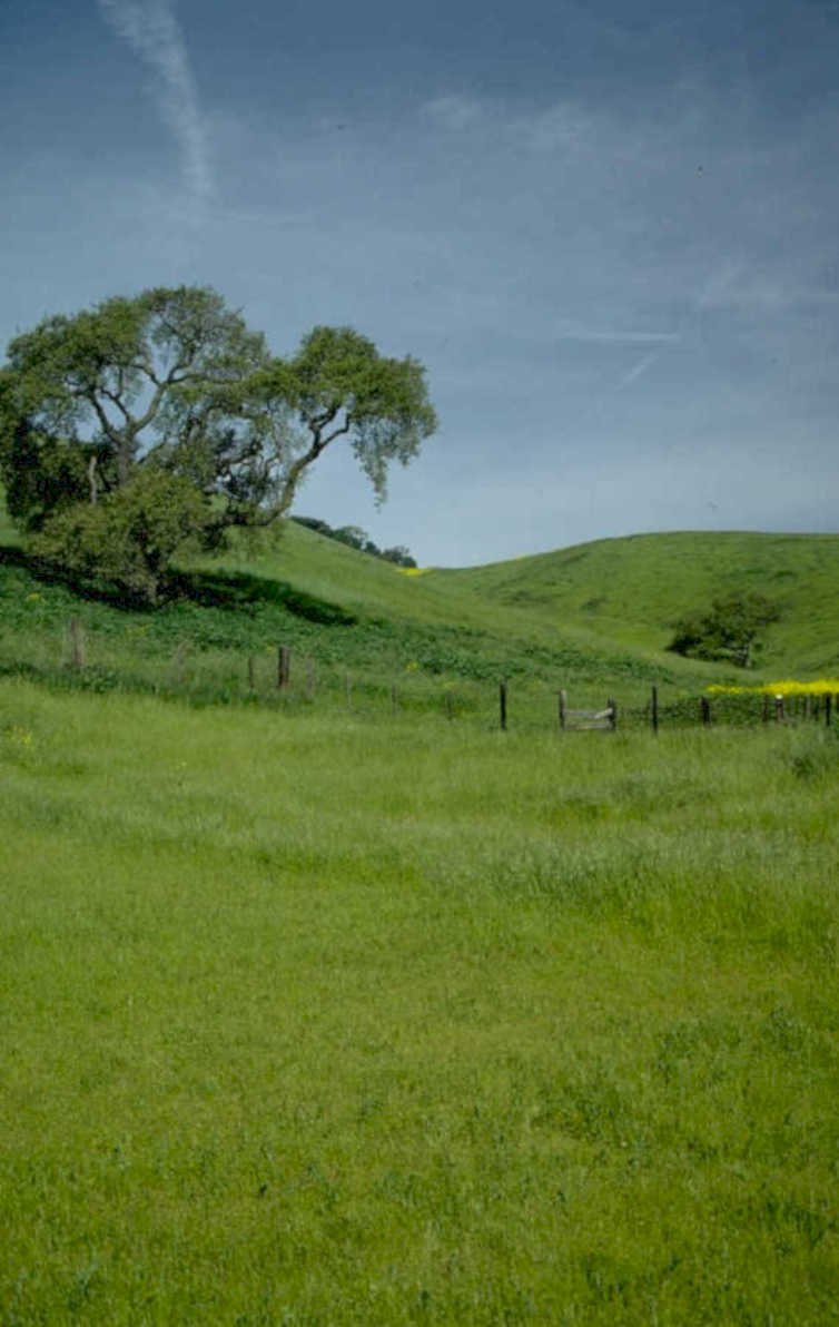 hills wildflowers trees 1980s 1990s A4 Photo Print