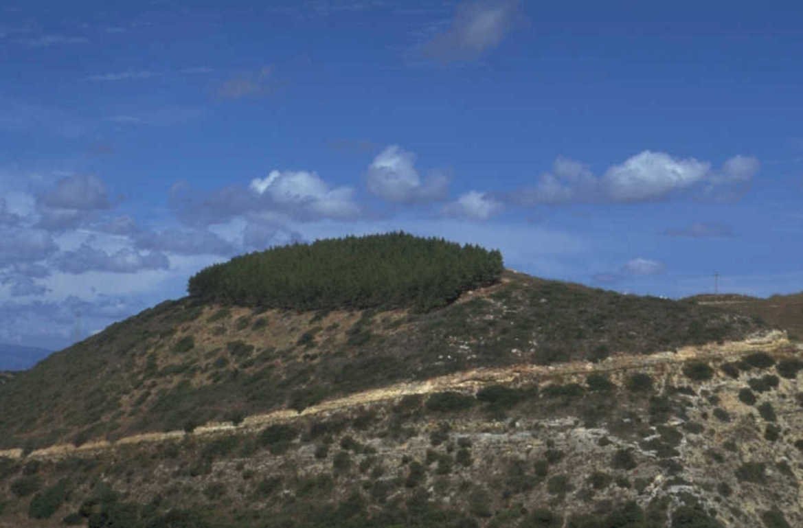 hillside trees coast 1980s 1990s A4 Photo Print