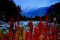 himalayan wildflowers kashmir1980s 1990s A4 Photo Print