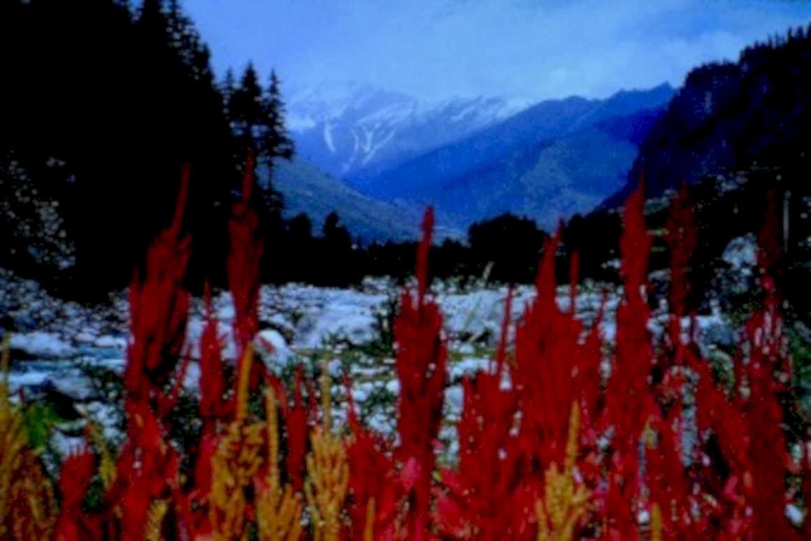 himalayan wildflowers kashmir1980s 1990s A4 Photo Print