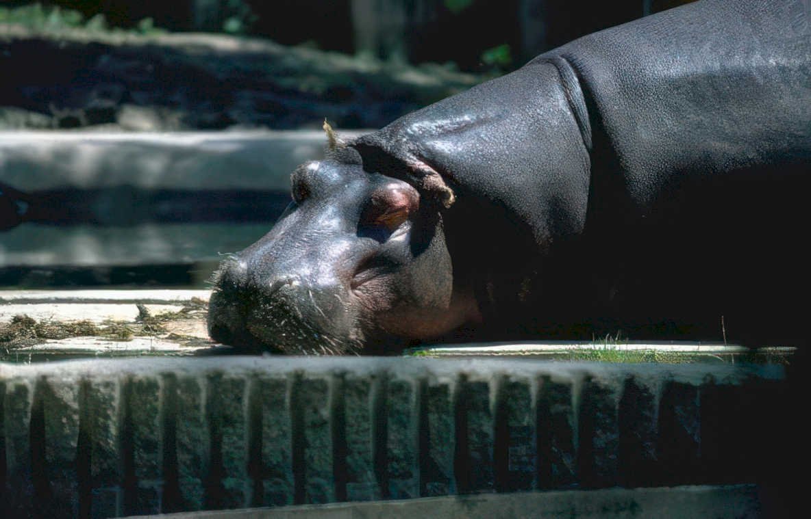 hippo concrete eyes Vintage A4 Photo Print