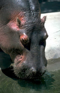 hippo concrete pool Vintage A4 Photo Print