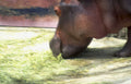 hippo grass savanna Vintage A4 Photo Print