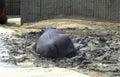 hippo mud enclosure Vintage A4 Photo Print