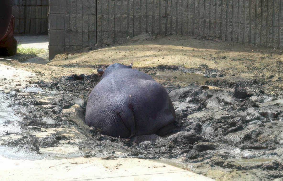 hippo mud enclosure Vintage A4 Photo Print