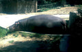 hippo mud zoo Vintage A4 Photo Print
