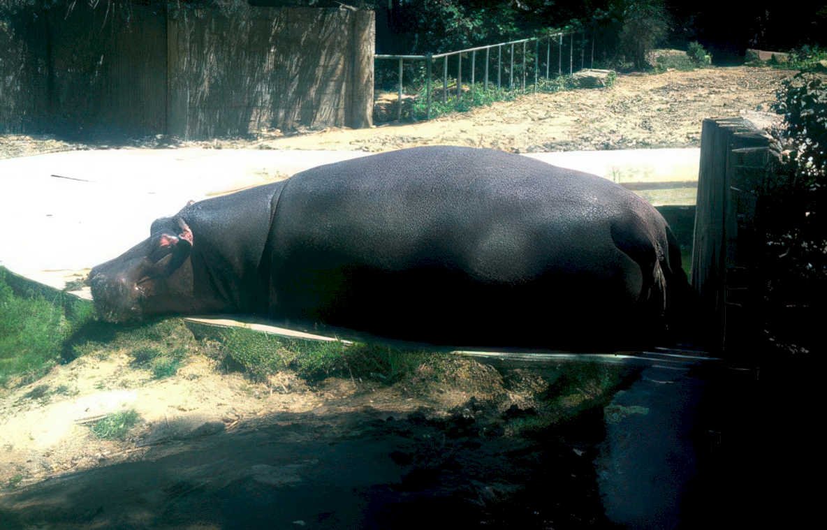 hippo mud zoo Vintage A4 Photo Print