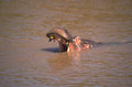 hippo nile river 1980s 1990s A4 Photo Print