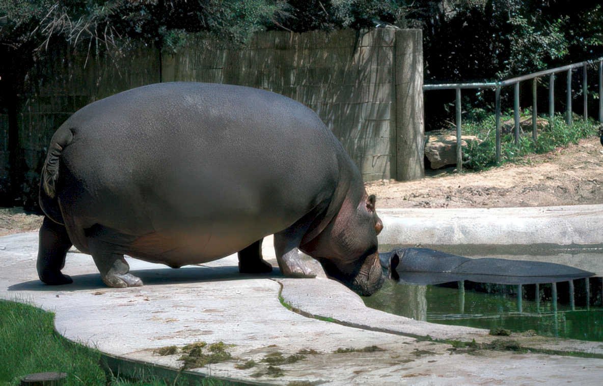 hippo pool zoo Vintage A4 Photo Print
