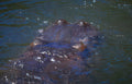 hippo river water Vintage A4 Photo Print