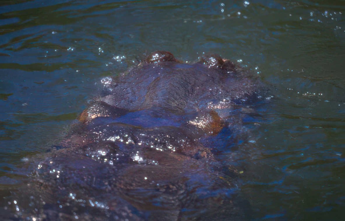 hippo river water Vintage A4 Photo Print