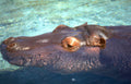 hippo turquoise water Vintage A4 Photo Print