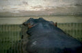 hippo water bank Vintage A4 Photo Print
