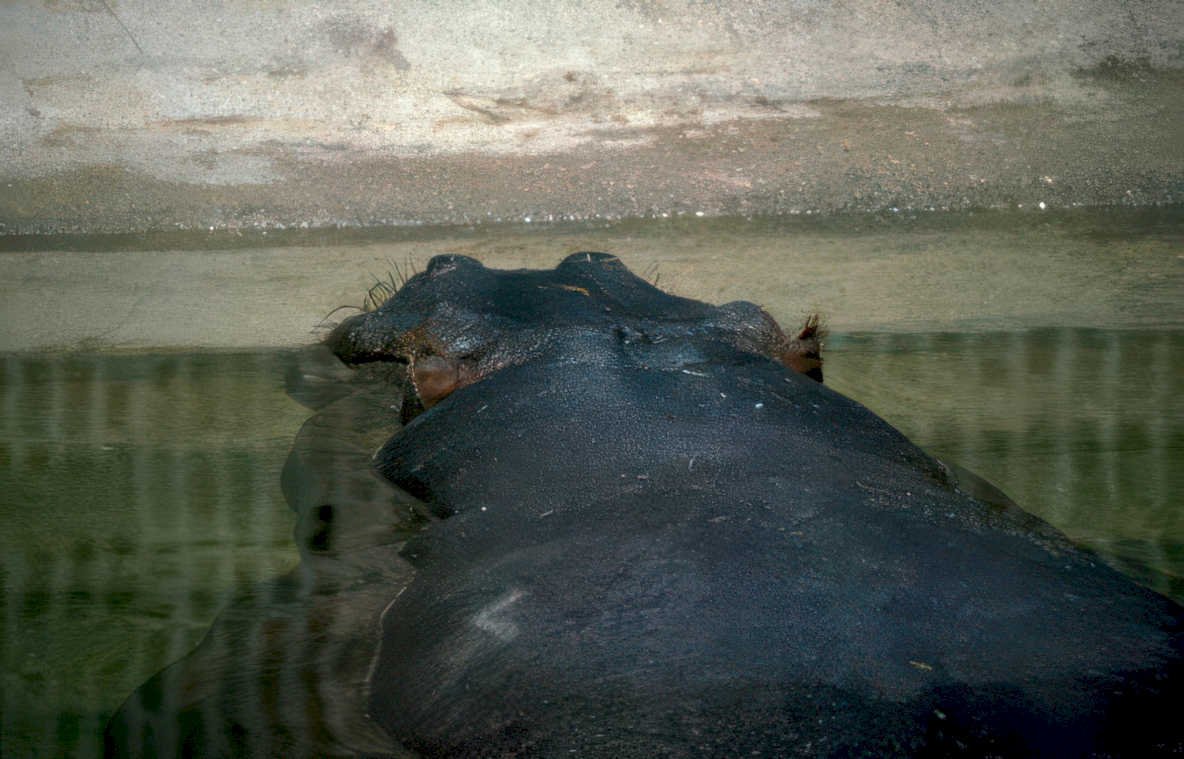 hippo water bank Vintage A4 Photo Print