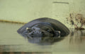 hippo water reflection 1 Vintage A4 Photo Print