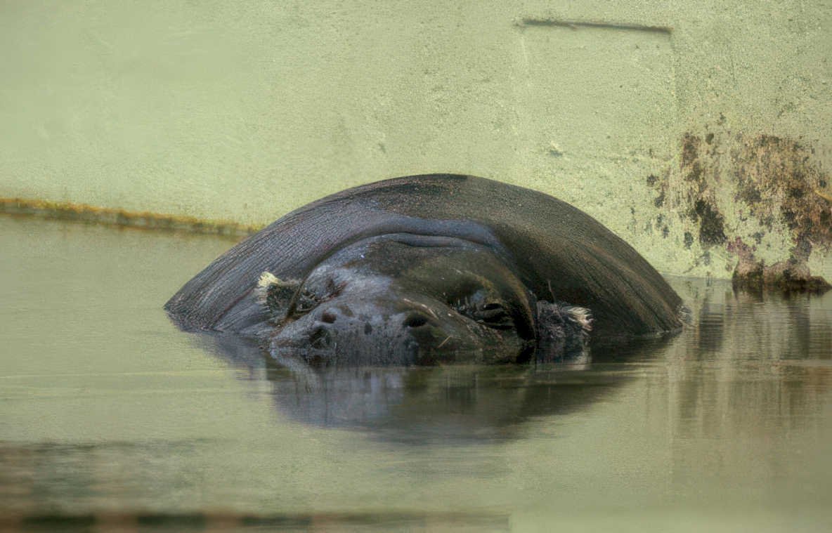 hippo water reflection 1 Vintage A4 Photo Print