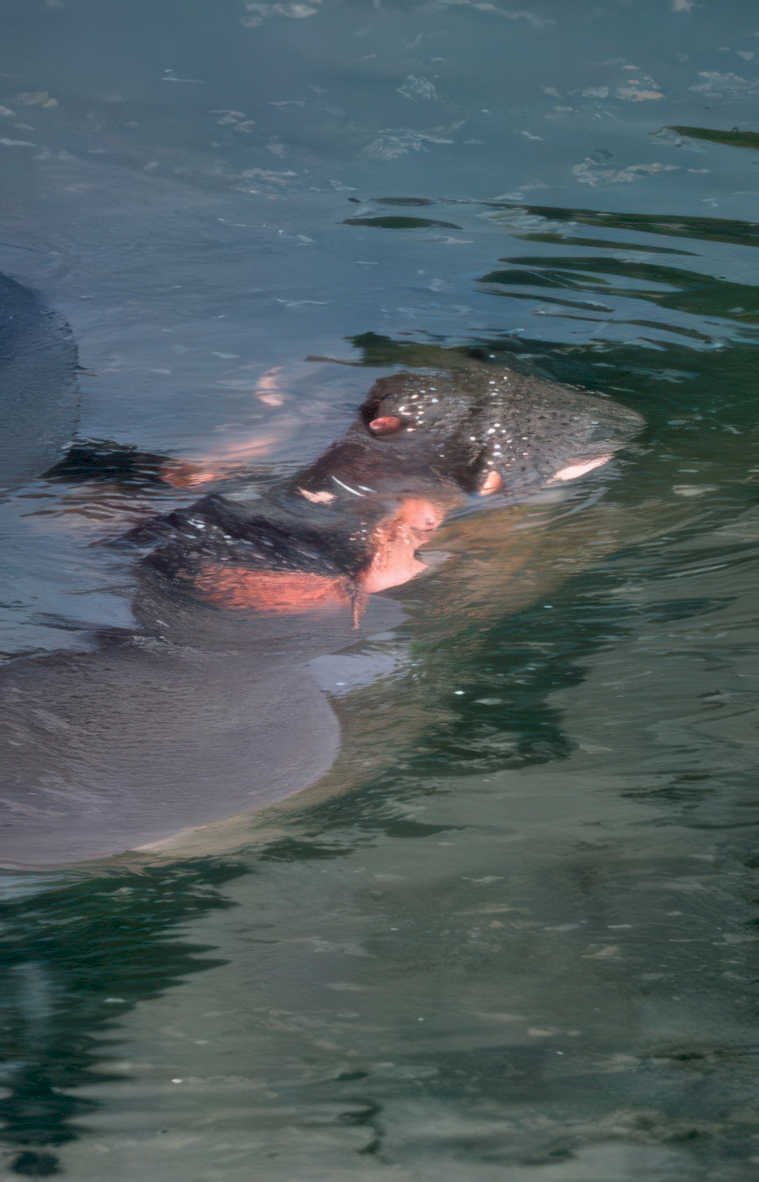 hippo water reflection 2 Vintage A4 Photo Print