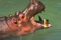 hippo water teeth 1980s 1990s A4 Photo Print